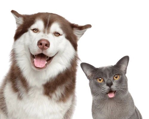 Add a pet journey