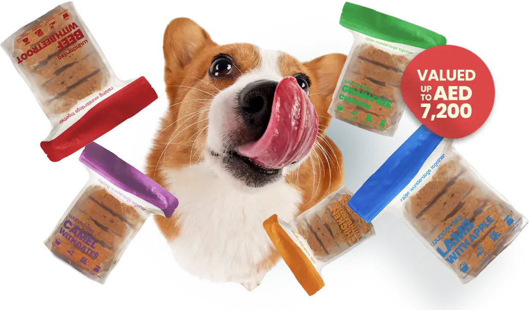 Cute small dogs inside a box