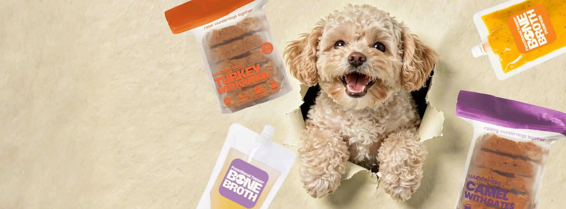 Cute small dogs inside a box