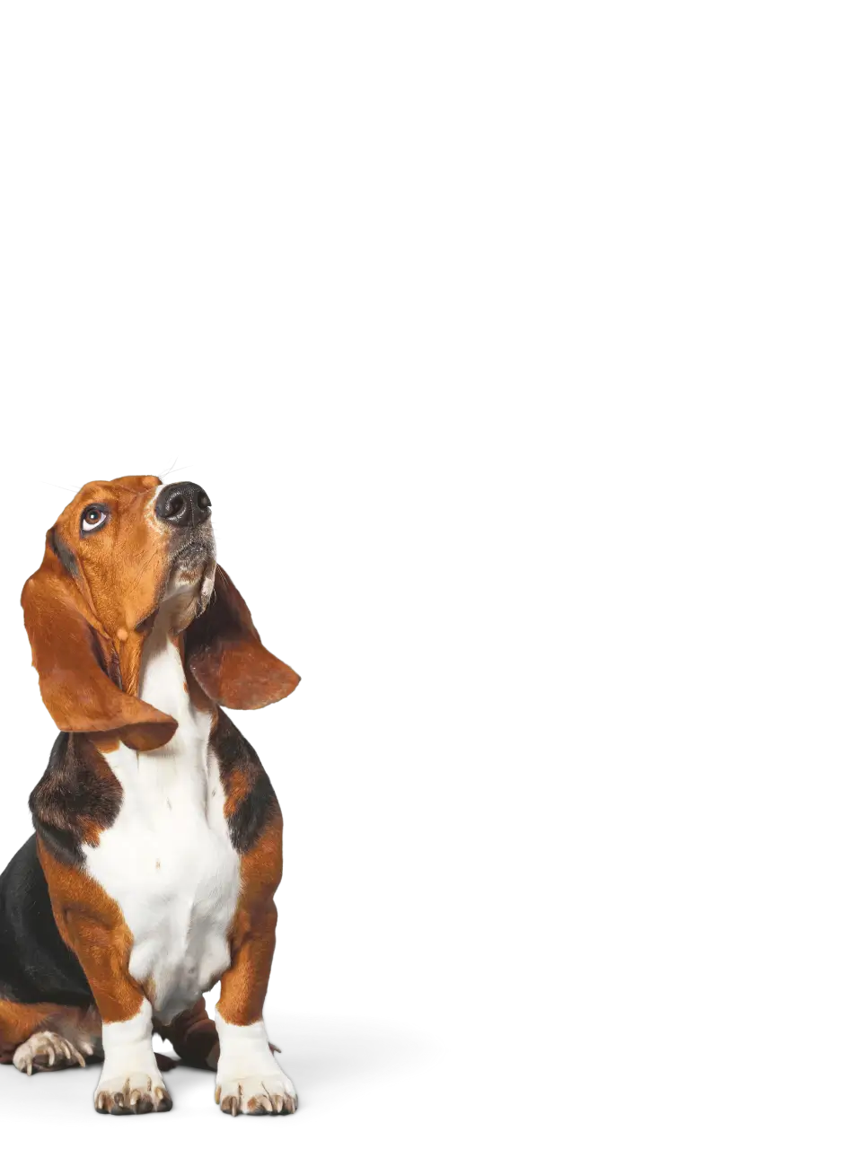 Basset hound dog sitting and looking upward