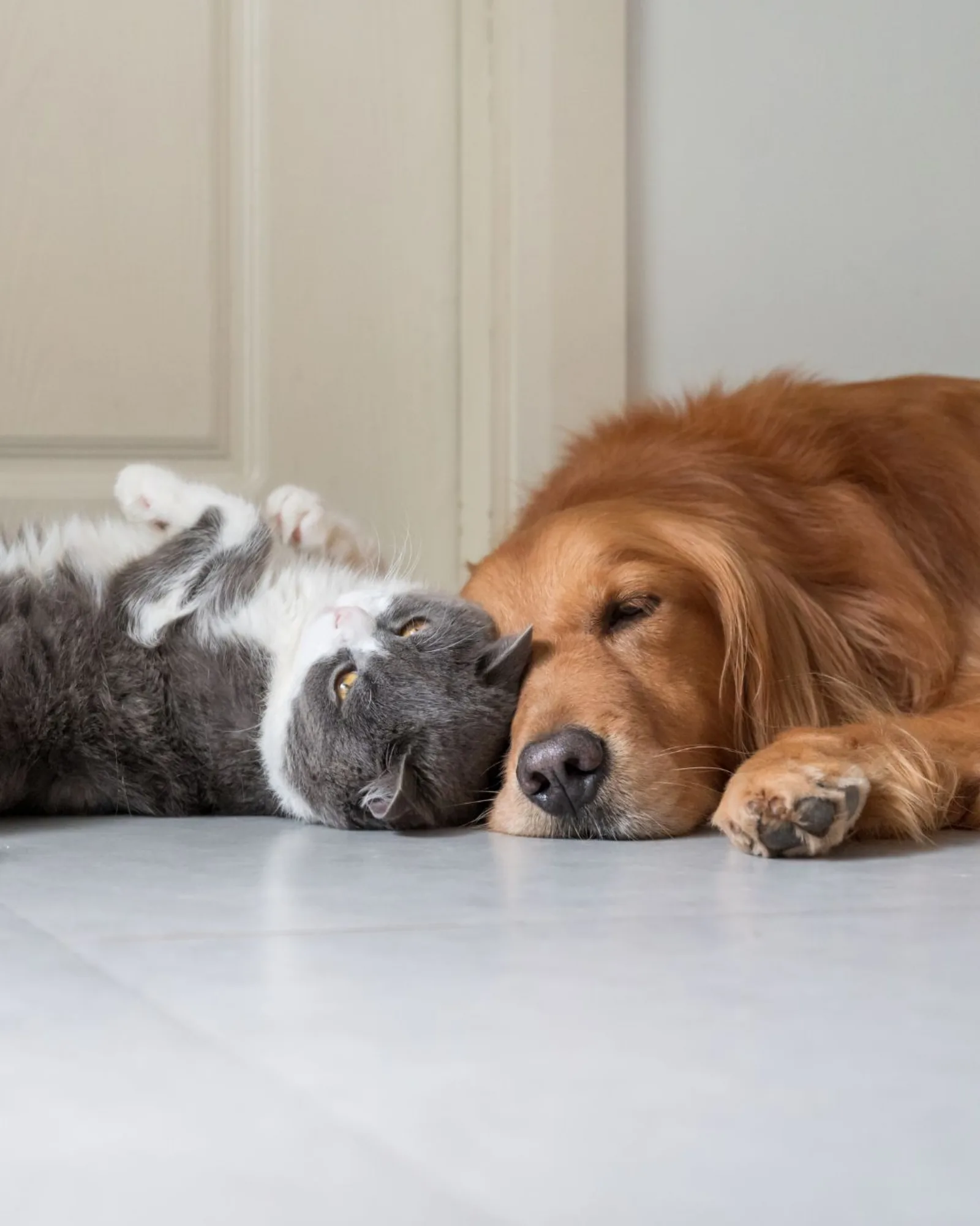 A happy Wunderdog pet