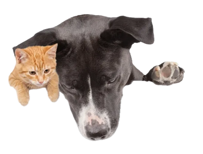 A dog and cat peeking over the top