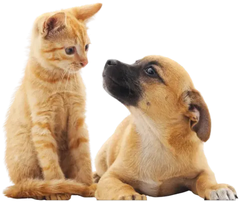 For healthy skin and coat