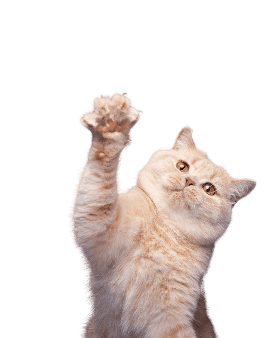 Playful cat reaching up — picky-eater tips