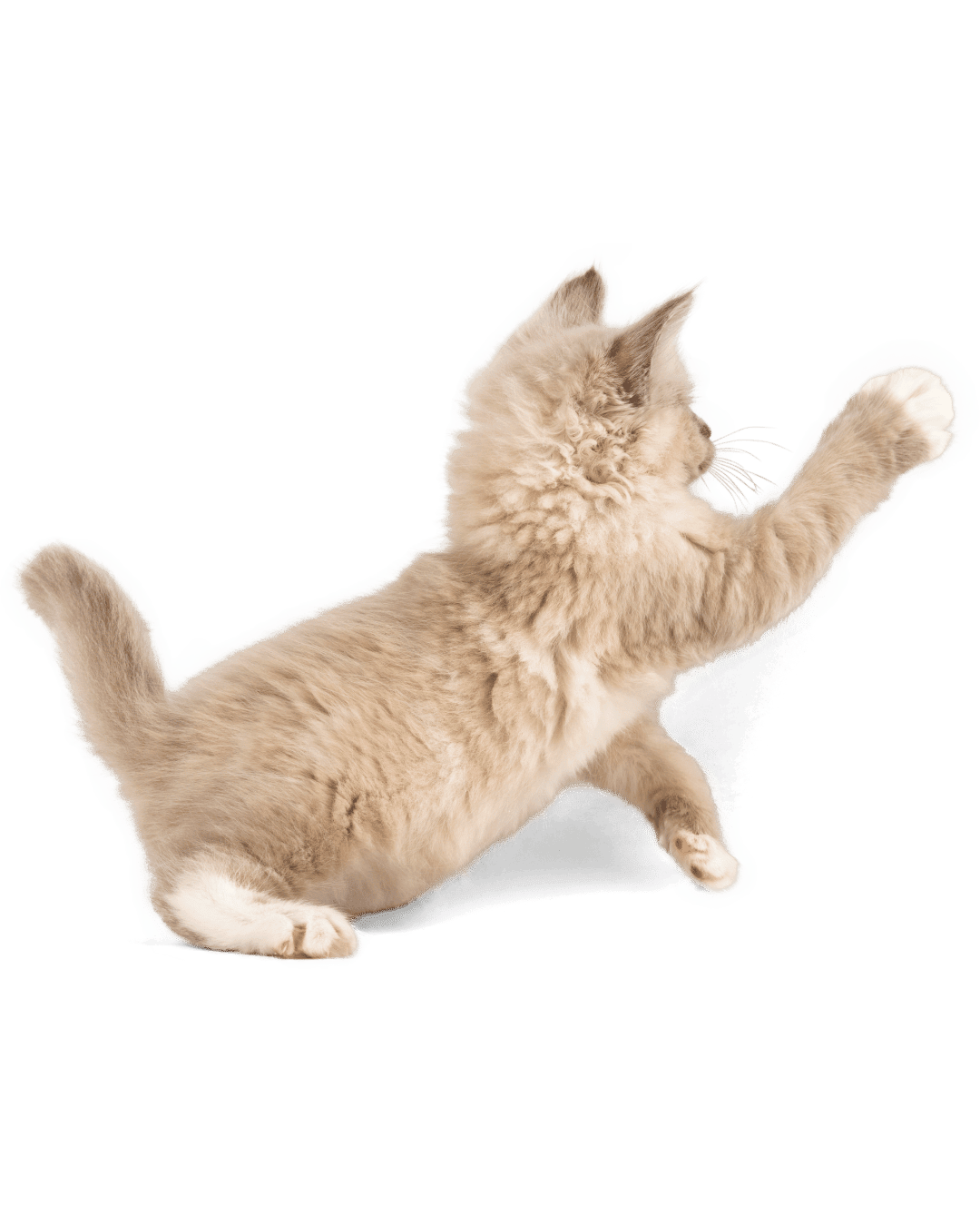 Cat reaching playfully beside fresh-frozen Wundercat handling guidance