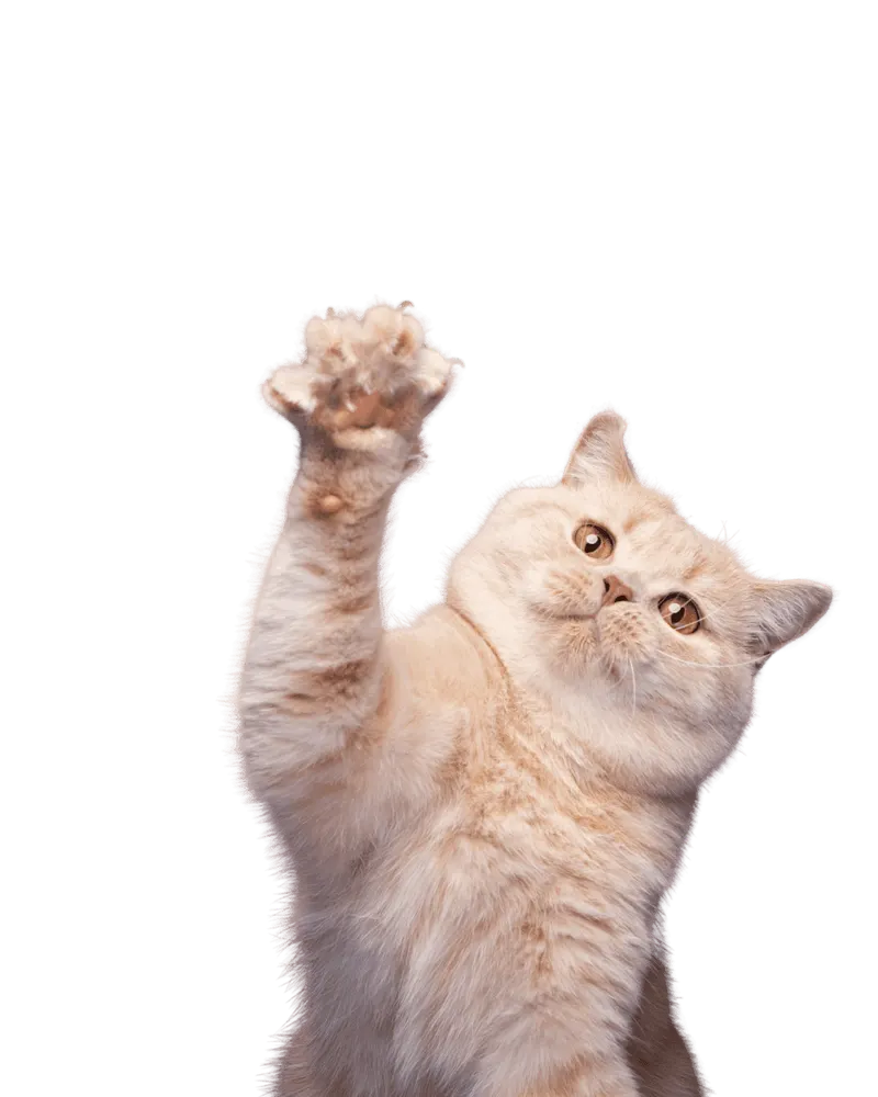 Playful cat reaching up — picky-eater tips