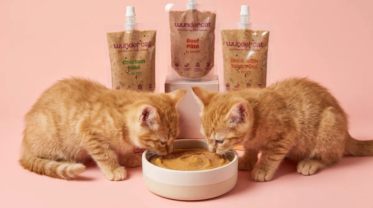 Two kittens eating Wundercat fresh food from a bowl