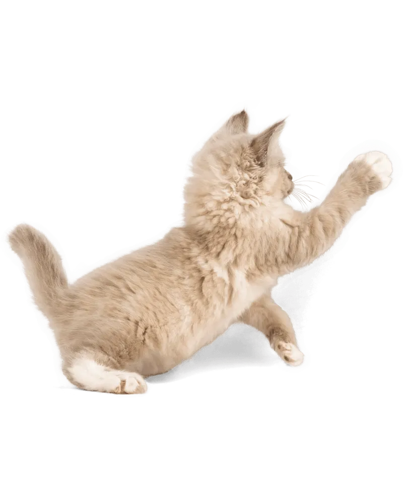 Cat reaching playfully beside fresh-frozen Wundercat handling guidance